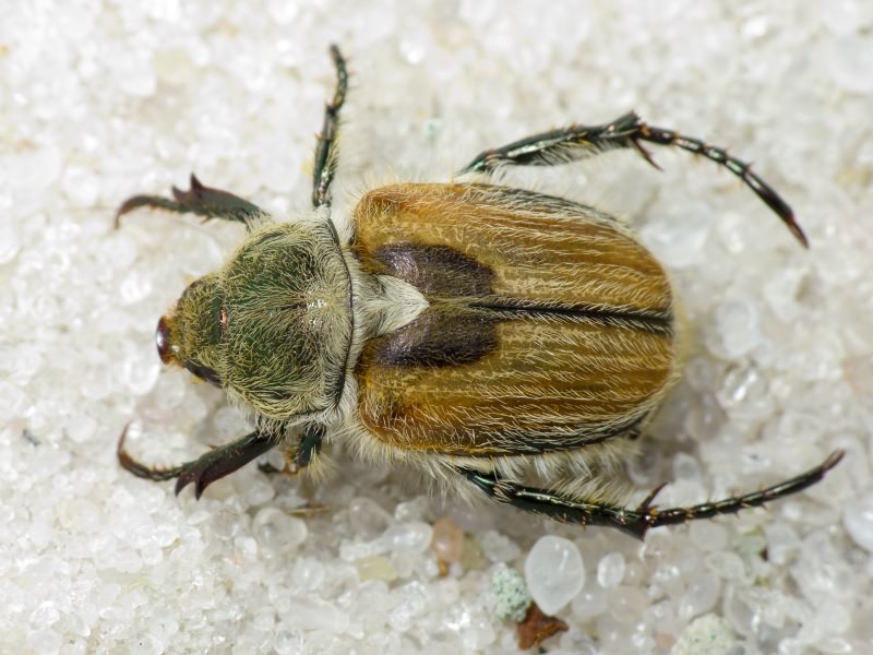 Chaetopteroplia segetum (Herbst, 1783)